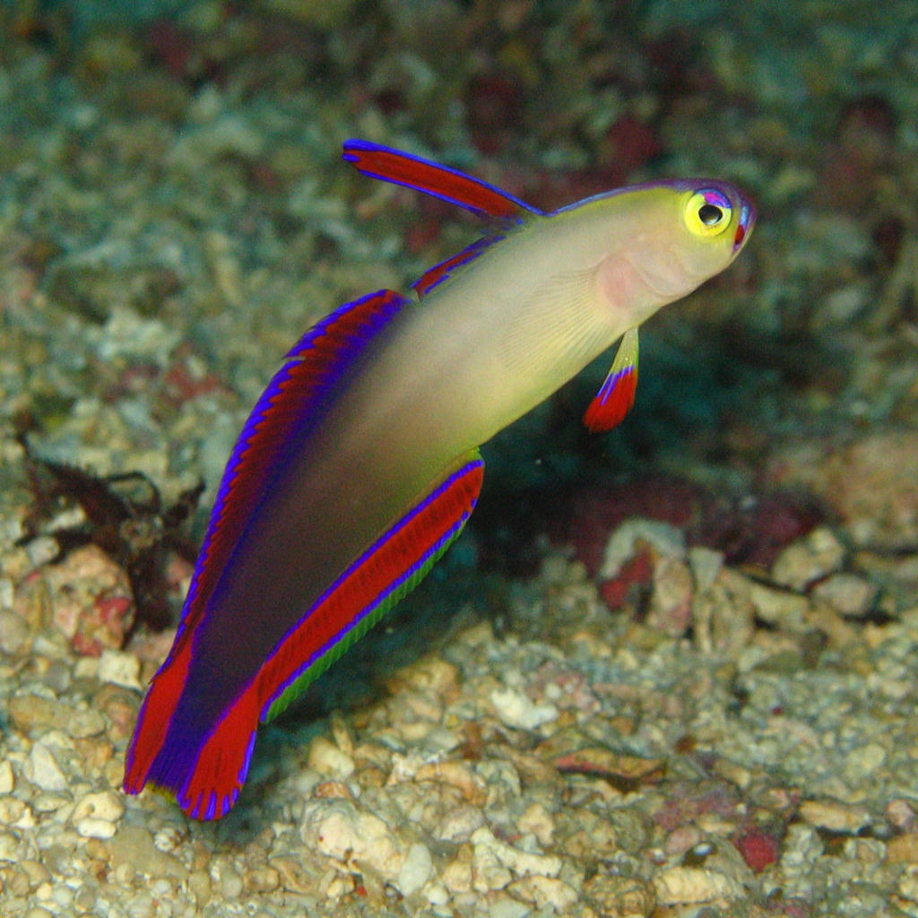 Nemateleotris decora (Pesce freccia)